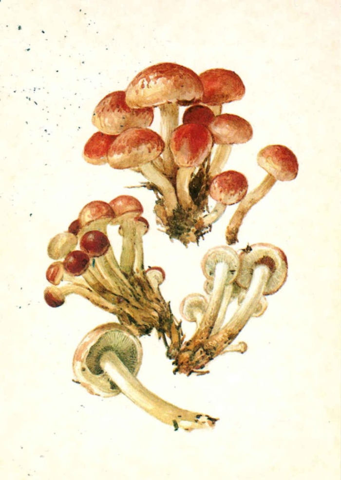 Ложные опята для детей