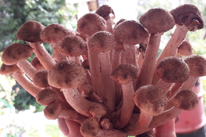 Гриб опёнок осенний