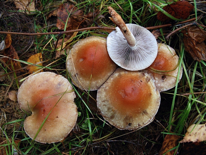 Hypholoma lateritium