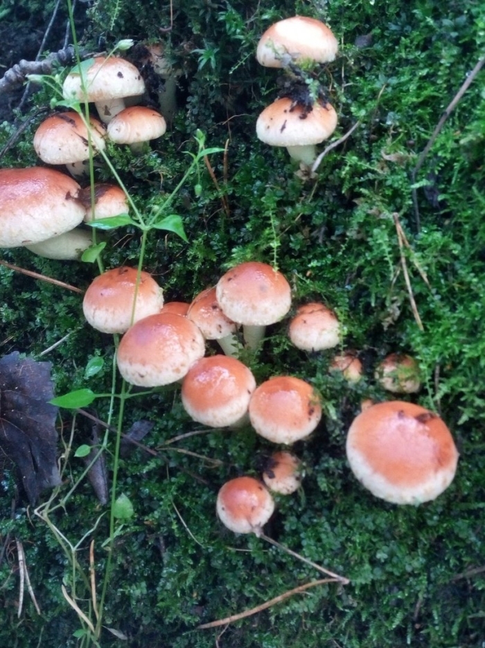 Опенок кирпично-красный hypholoma lateritium