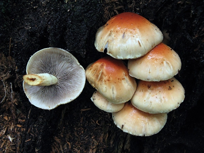 Hypholoma lateritium