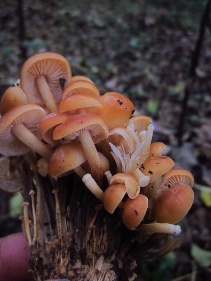 Опята фламмулина