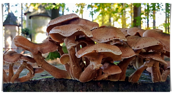 Грибы в германии