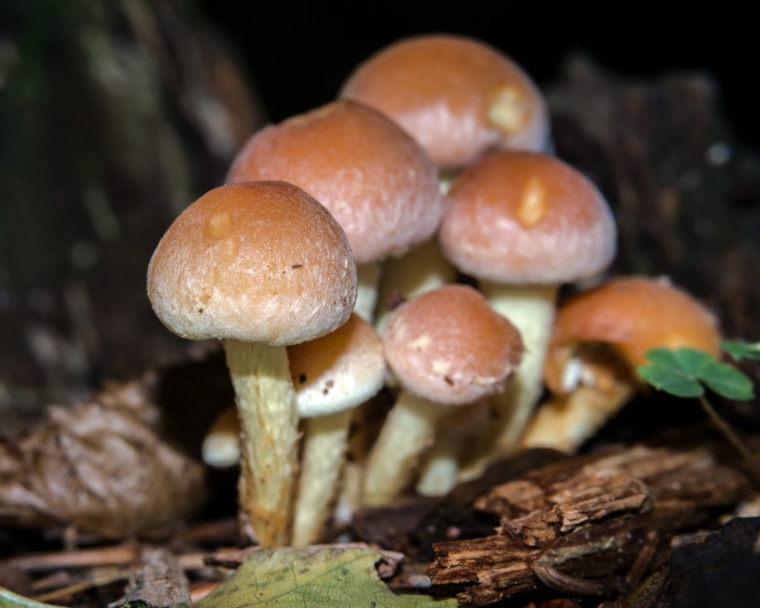 Hypholoma sublateritium