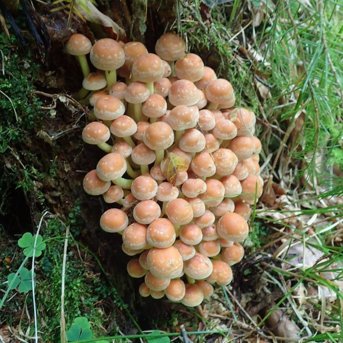 Опенок гриб