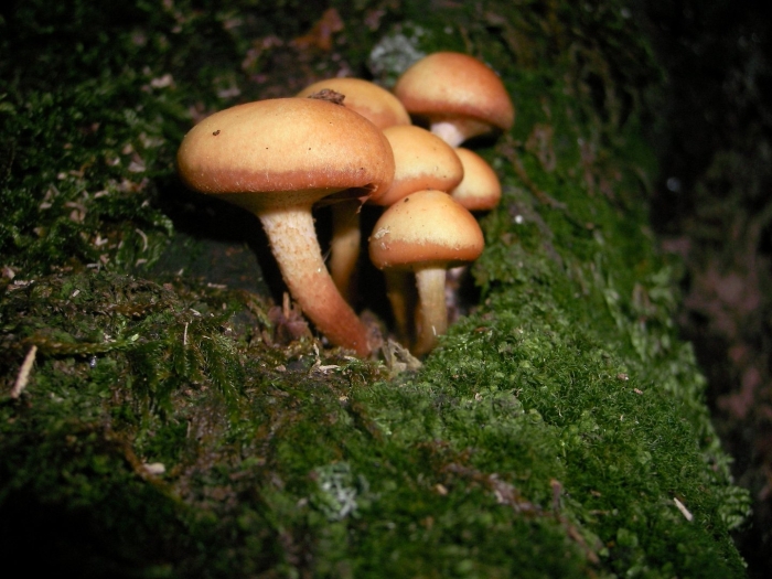 Летний опенок kuehneromyces mutabilis
