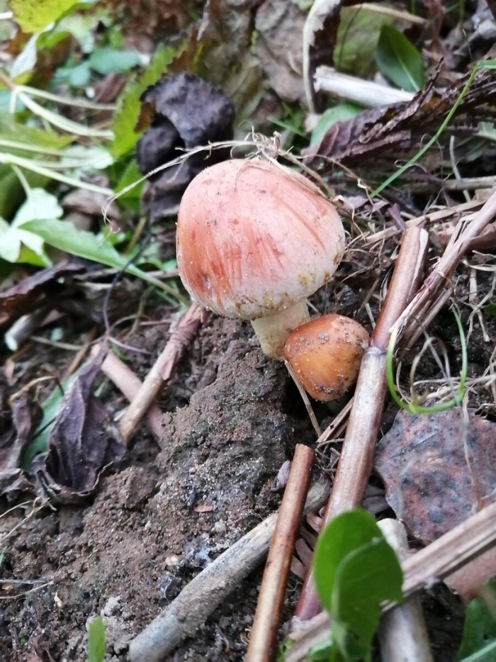 Паутинник браслетчатый