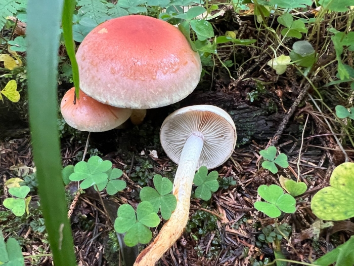 Опёнок кирпично красный