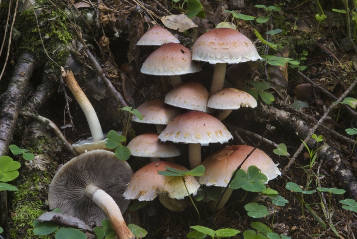 Съедобные опята