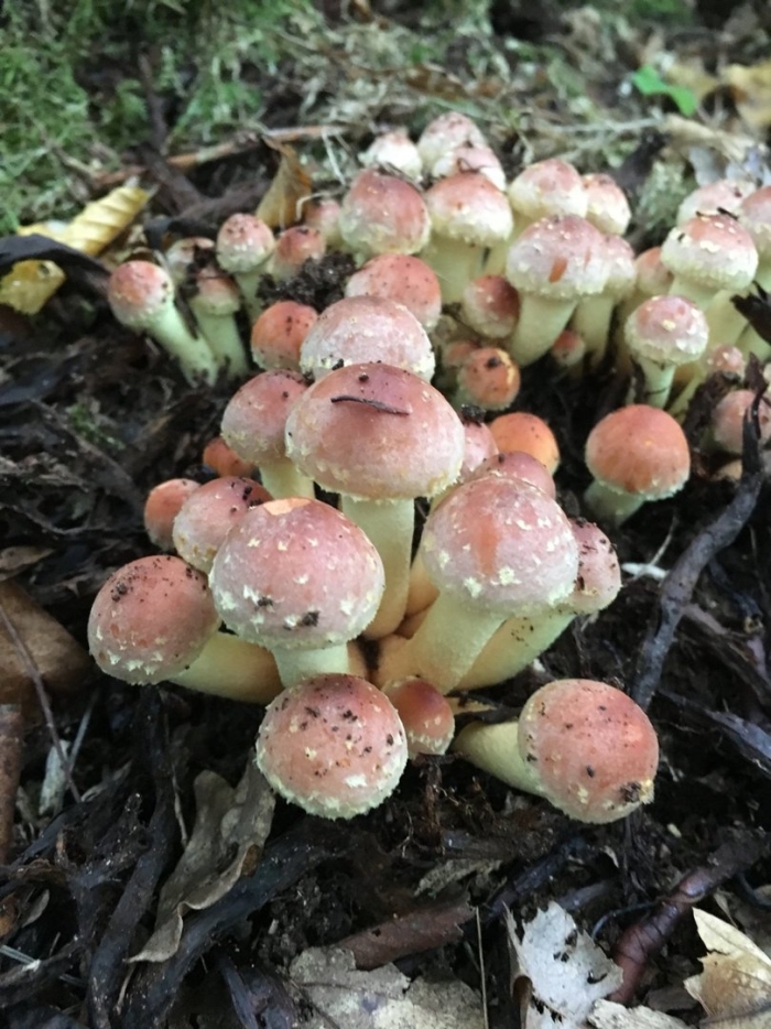 Ложные опята грибы