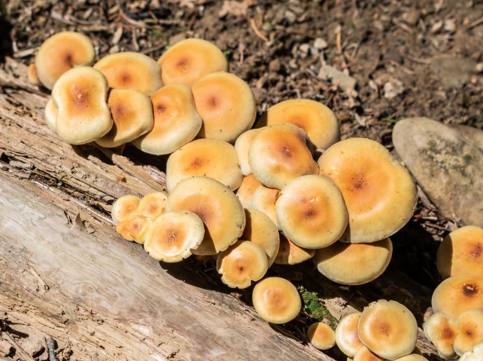 Hypholoma fasciculare