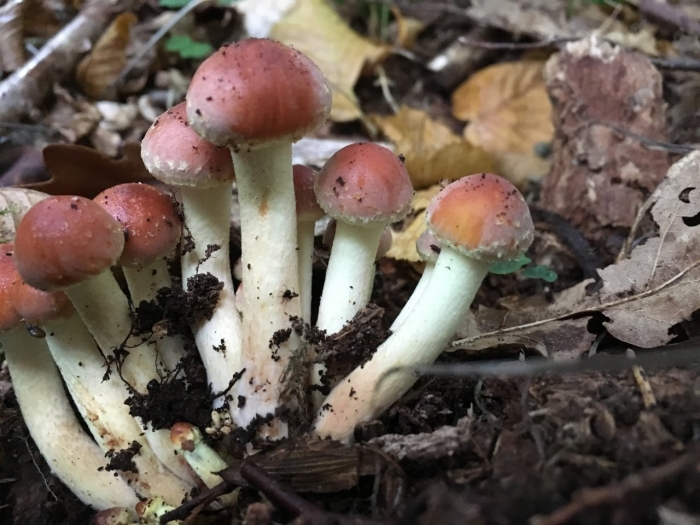 Опенок кирпично-красный hypholoma lateritium