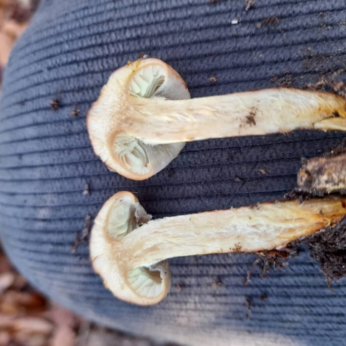 Чешуйчатка ольховая pholiota alnicola