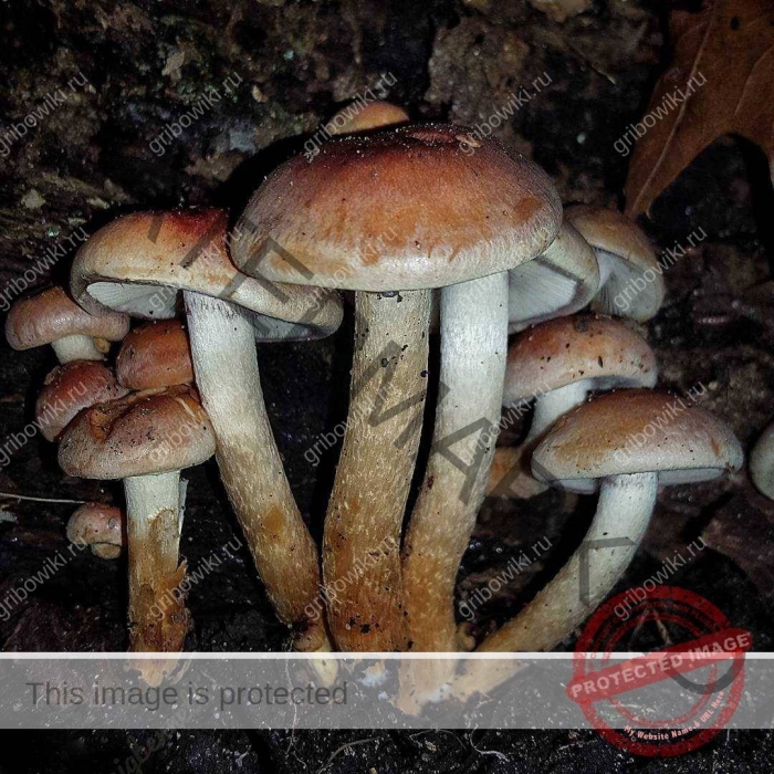 Опята ложные