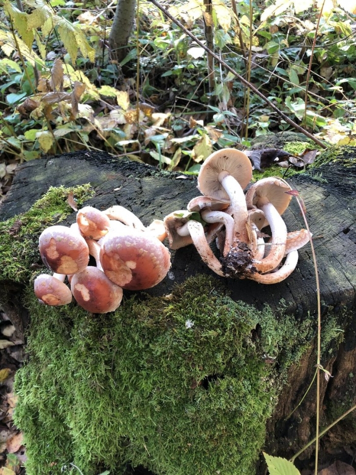 Гриб опенок