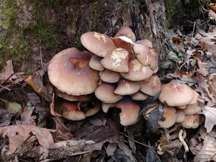 Гриб ложноопёнок кирпично красный