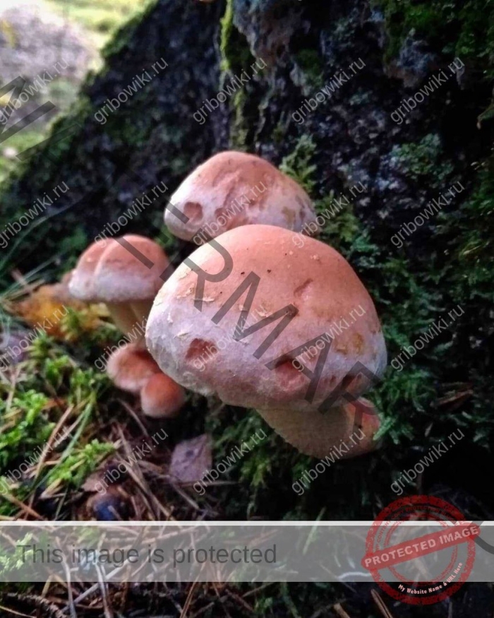 Ложный опенок ложноопенок кирпично красный