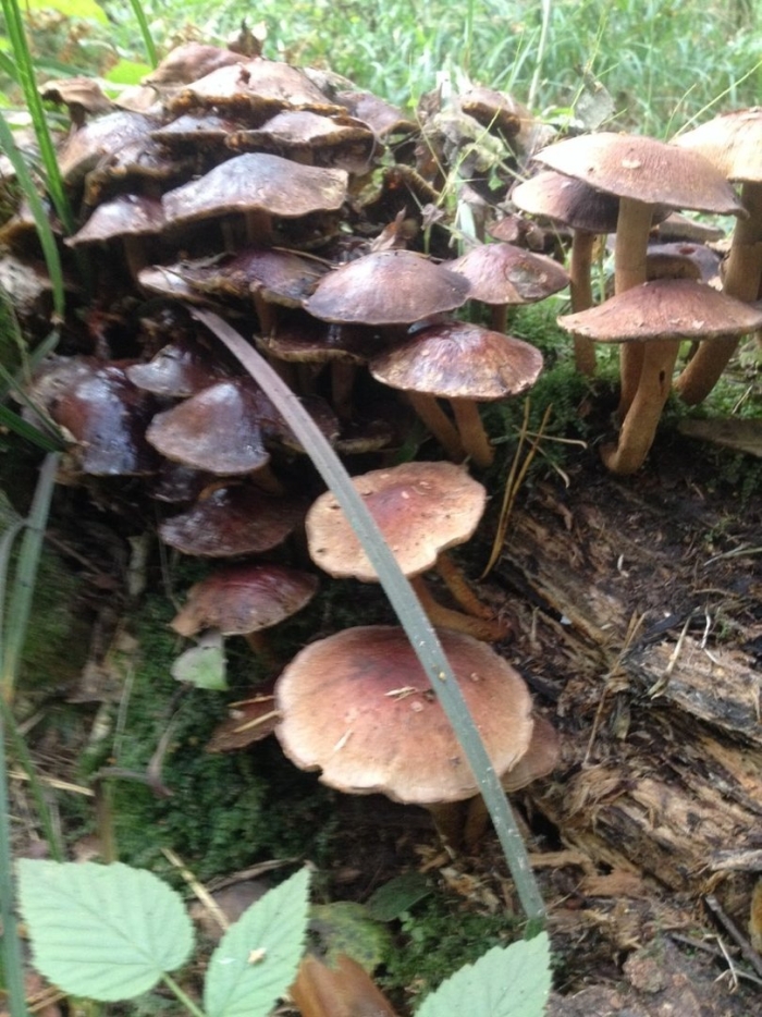 Опенок кирпично-красный hypholoma