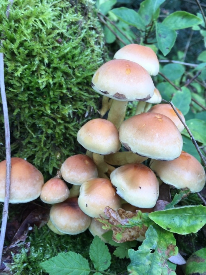 Ложноопёнок серно-жёлтый