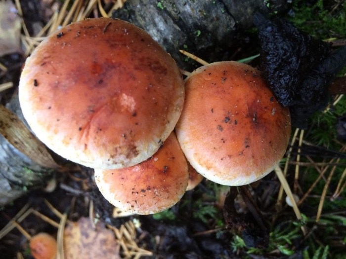 Ложноопёнок кирпично-красный