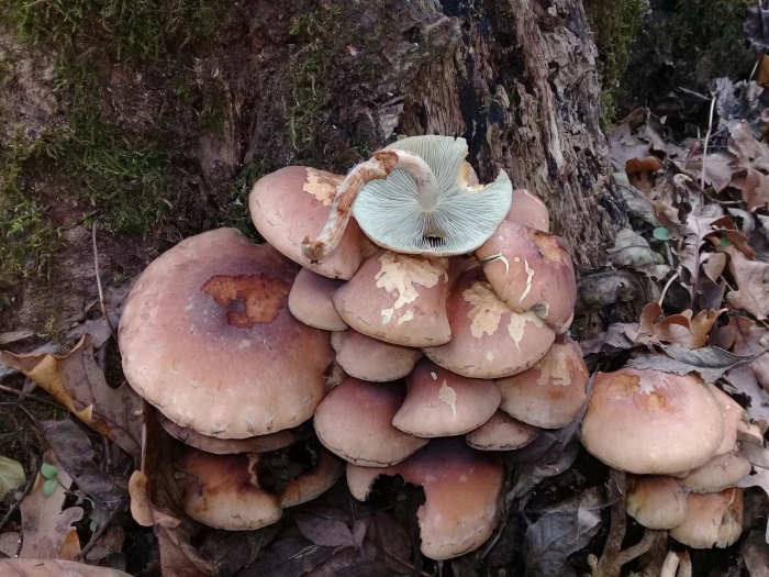 Гриб ложноопёнок кирпично красный