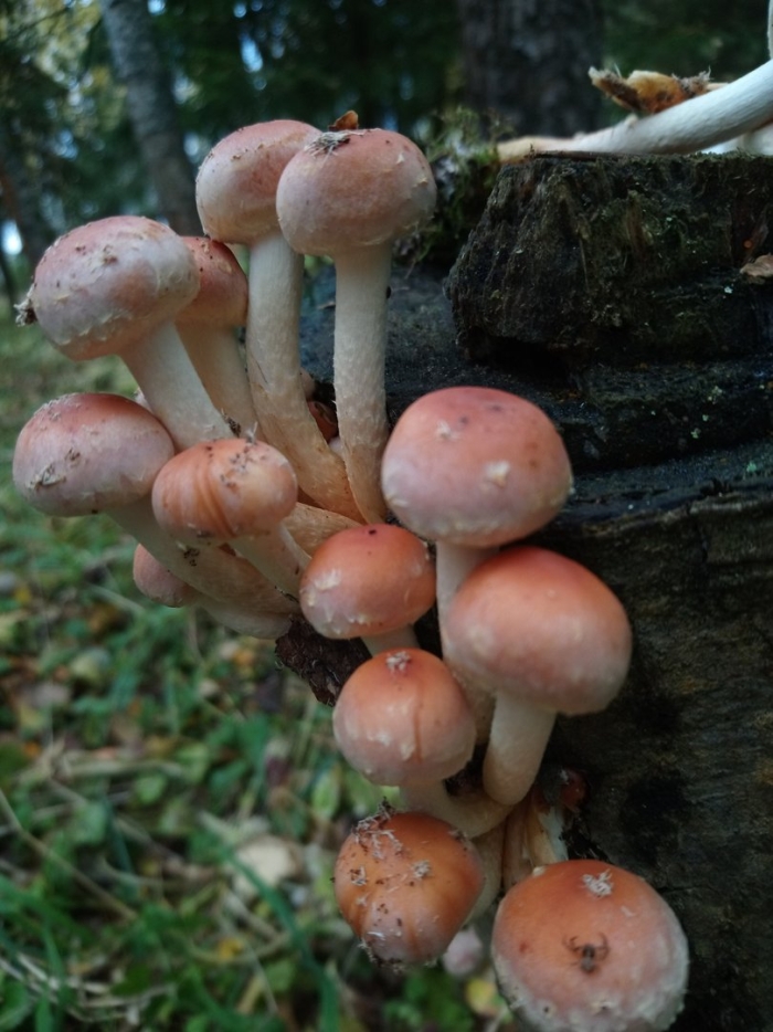 Опёнок красный