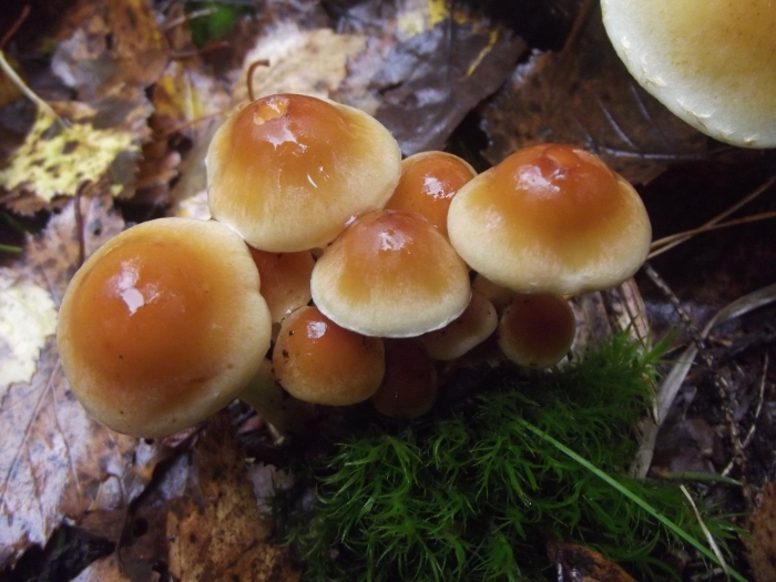 Ложноопенок кирпично красный