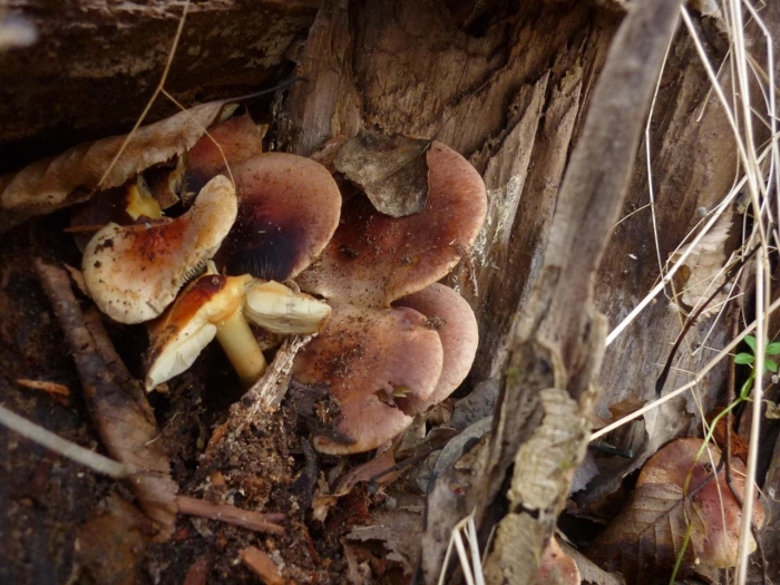 Грибы базарный карабулак