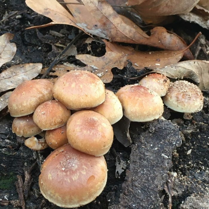 Опенок кирпично-красный hypholoma