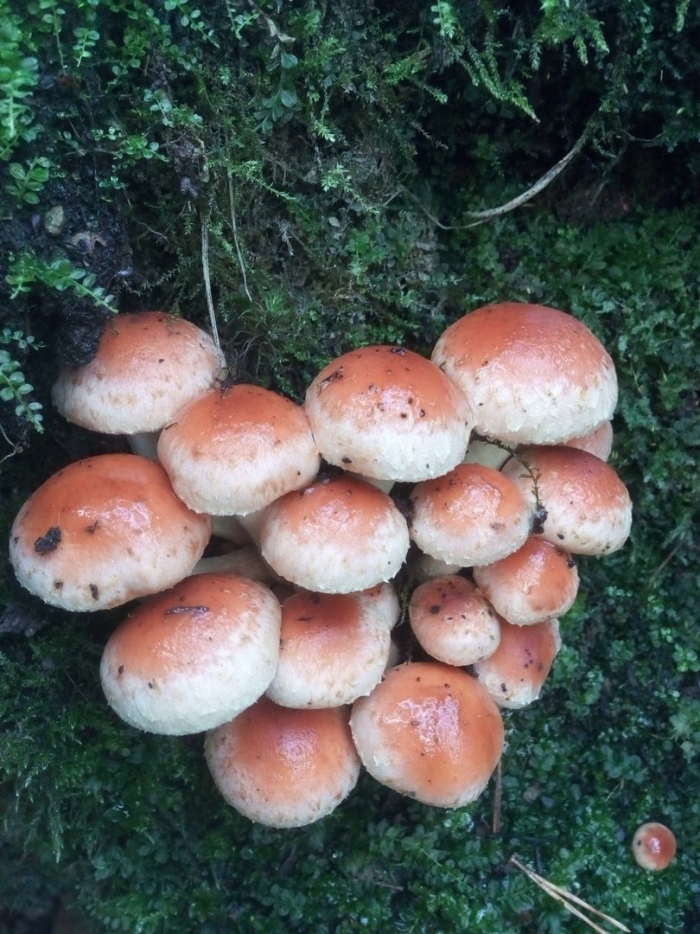 Опенок кирпично-красный hypholoma lateritium