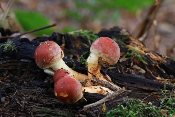 Опята съедобные и ложные