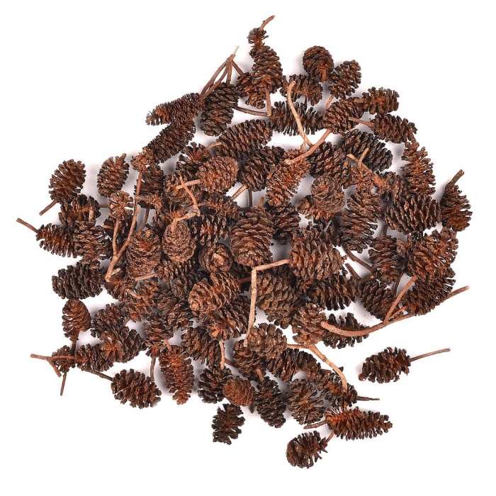 Соплодия ольхи