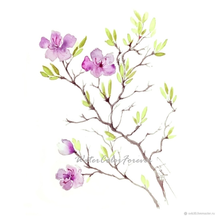 Рододендрон даурский акварель