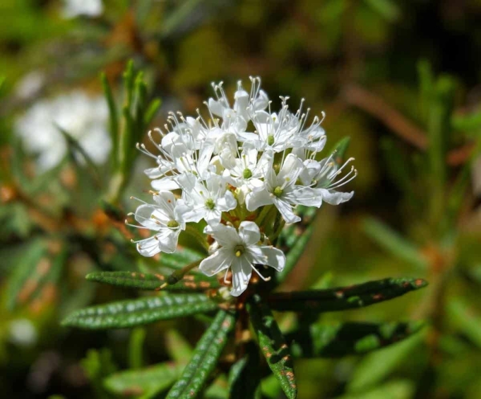 Багульник болотный ямал