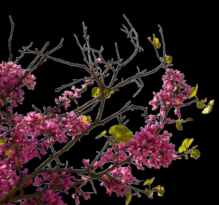 Иудино дерево