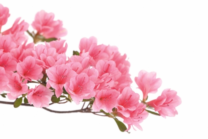 Азалия пинк