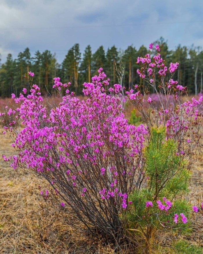 Багульник забайкальский