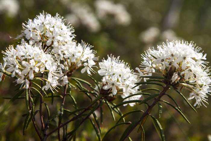 Багульник болотный (ledum palustre)
