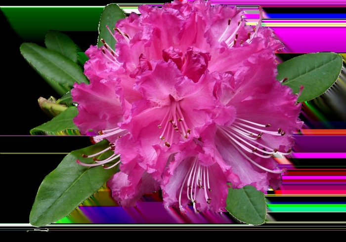 Рододендрон азалия куст