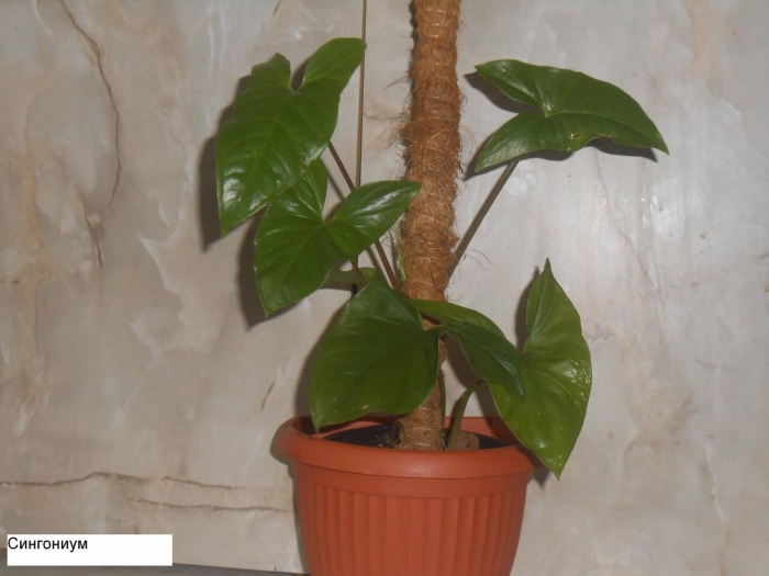 Сингониум emerald gem