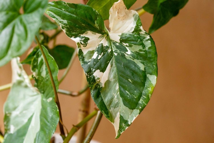 Сингониум империал вайт