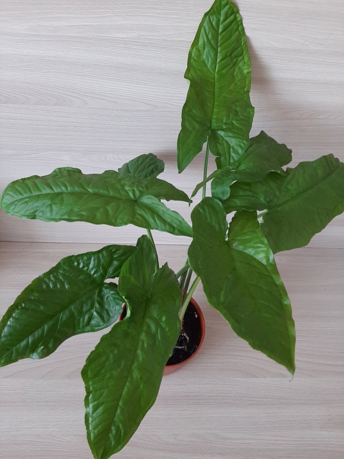 Сингониум австралийский