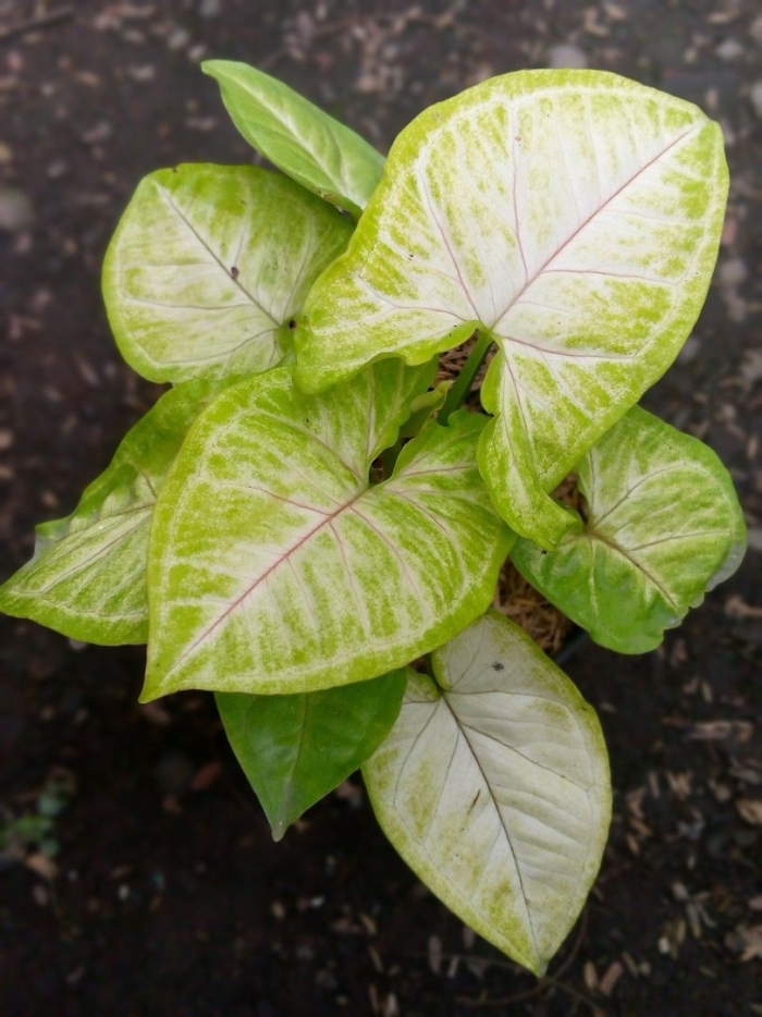 Сингониум голден аллюжен