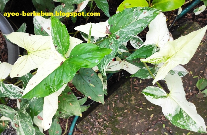 Сингониум starlite