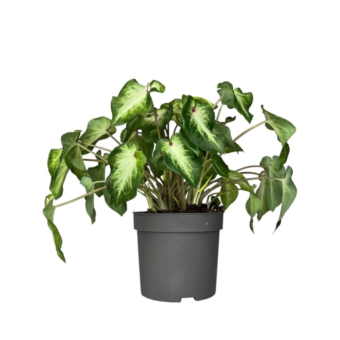 Сингониум ножколистный