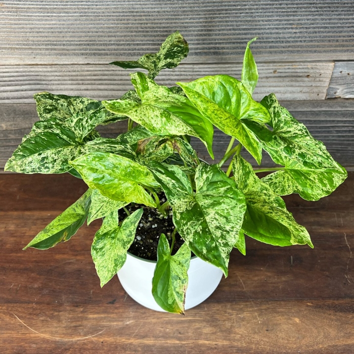 Сингониум моттлед мохито