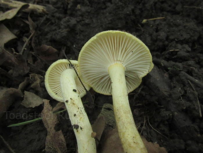 Гигрофор лиственничный