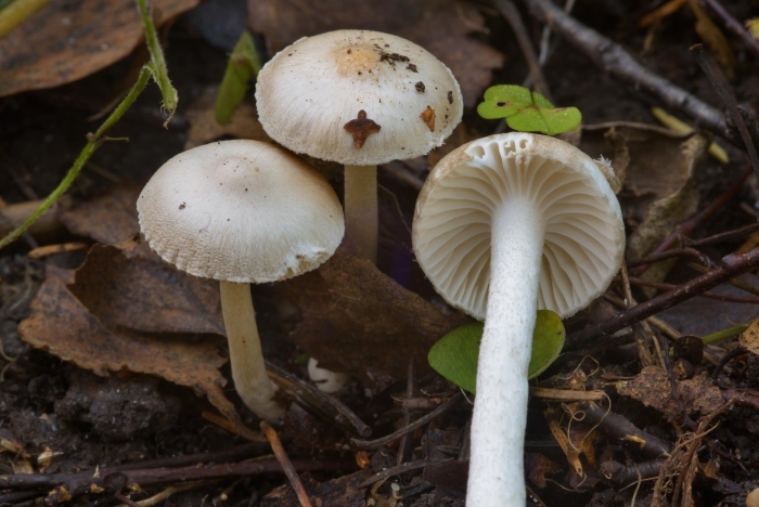 Hygrophorus hedrychii