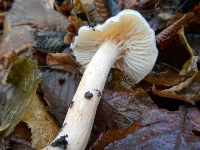Hygrophorus latitabundus