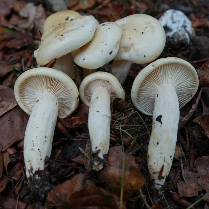 Hygrophorus poetarum
